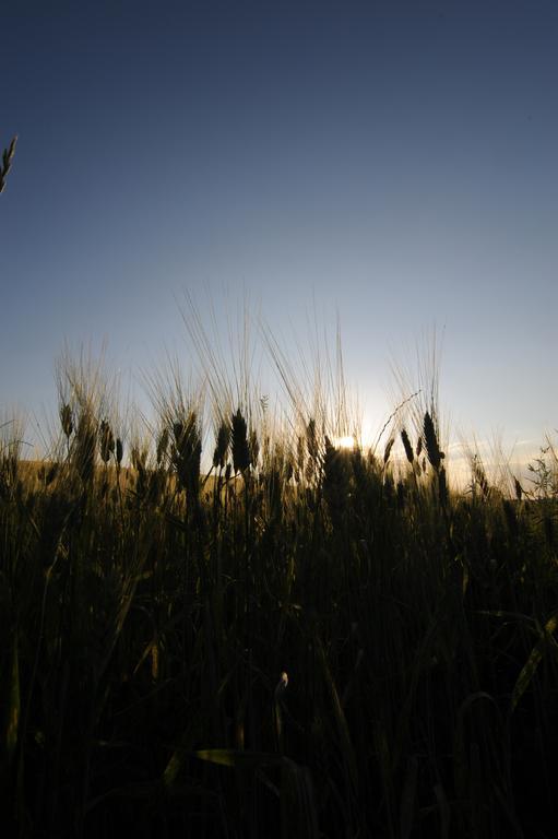 Agriturismo Scorgiano מראה חיצוני תמונה